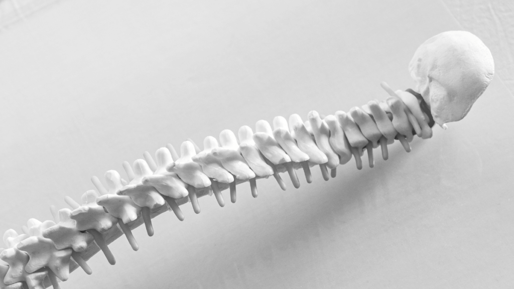 medula espinhal