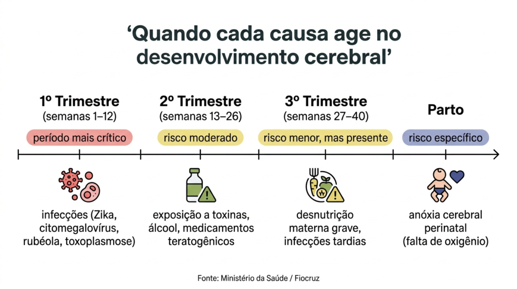 Infográfico com linha do tempo gestacional mostrando os períodos de maior risco para microcefalia: infecções no 1º trimestre, toxinas no 2º trimestre e anóxia no parto.